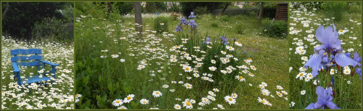 Sommerwiese am Hospital