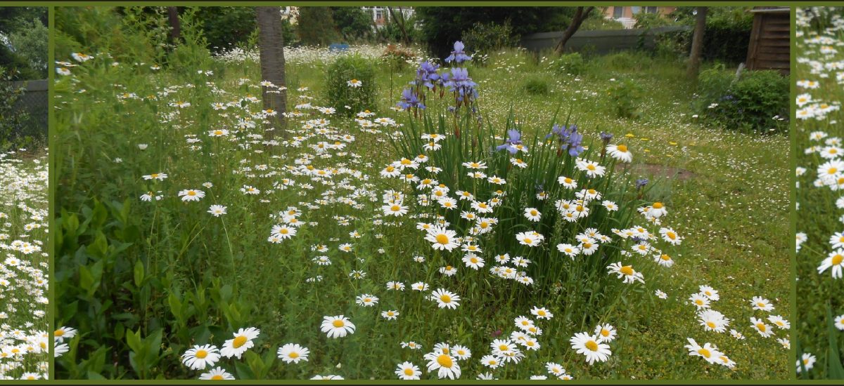 Sommerwiese am Hospital