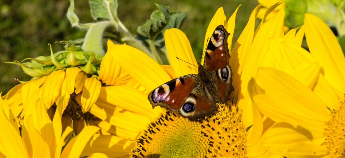 Sonnenblumenfest bei “wie gewohnt” in Wiz