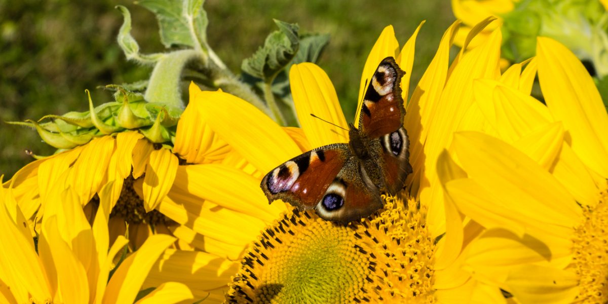 Sonnenblumenfest bei “wie gewohnt” in Wiz